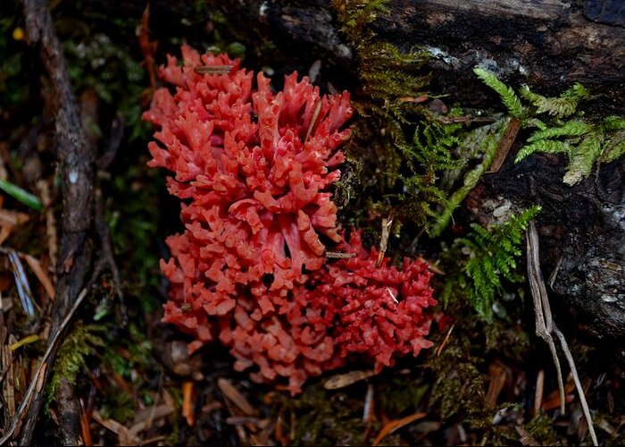 Red Coral Mushroom Greeting Card featuring the photograph Red Coral Mushroom by Laureen Murtha Menzl