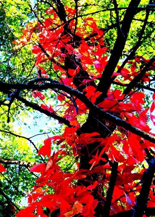 Red Creeper 2 Greeting Card featuring the photograph Red Creeper 2 by Darren Robinson