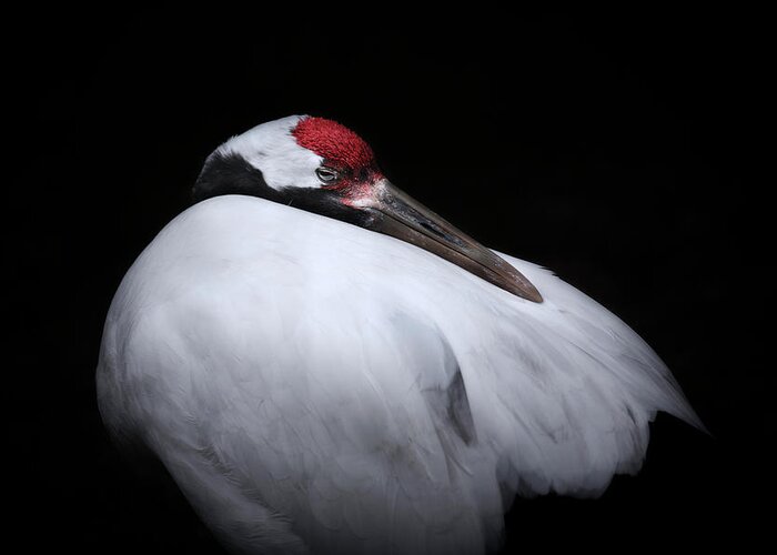 Animal Themes Greeting Card featuring the photograph Red-crowned Crane by Kaneko Ryo