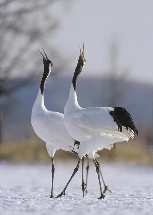 Feb0514 Greeting Card featuring the photograph Red-crowned Crane Pair Courtsing by Konrad Wothe