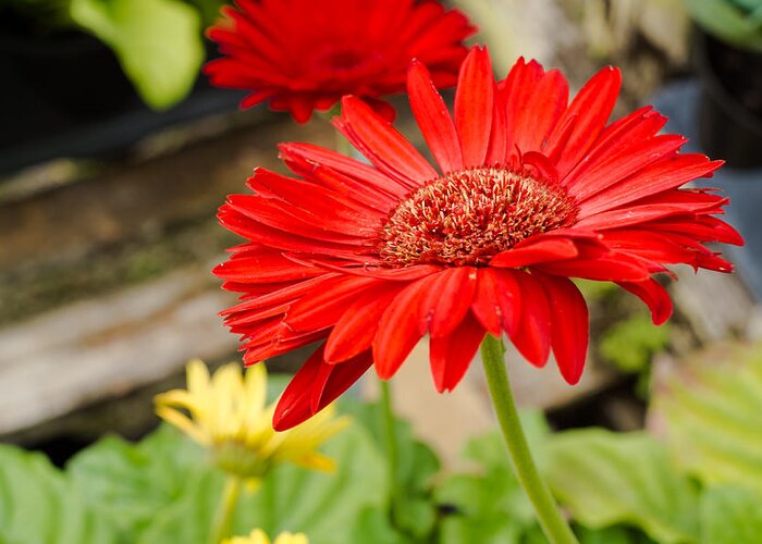Gerbera Daisy Greeting Card featuring the photograph Red Daisy by Raul Rodriguez