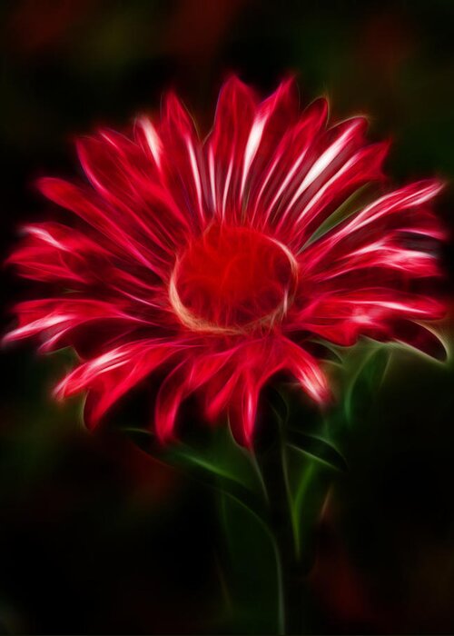 Daisy Greeting Card featuring the photograph Red Daisy by Shane Bechler