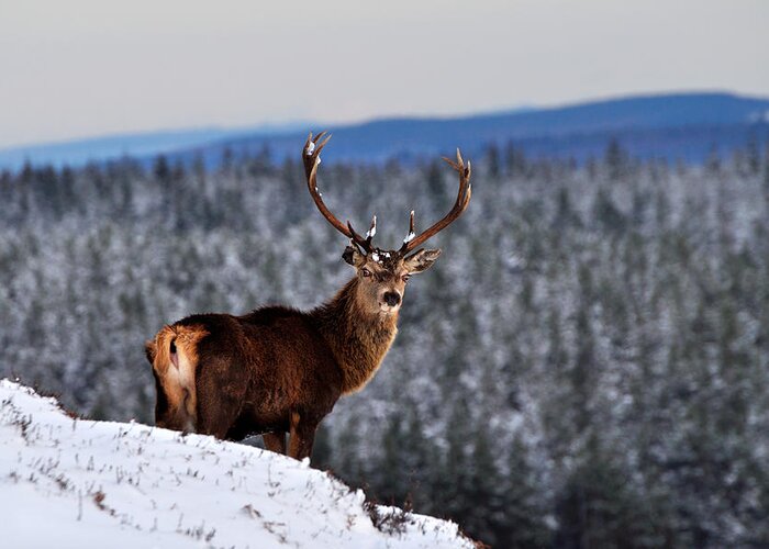 Stag In Snow Greeting Card featuring the photograph Red Deer Stag by Gavin Macrae