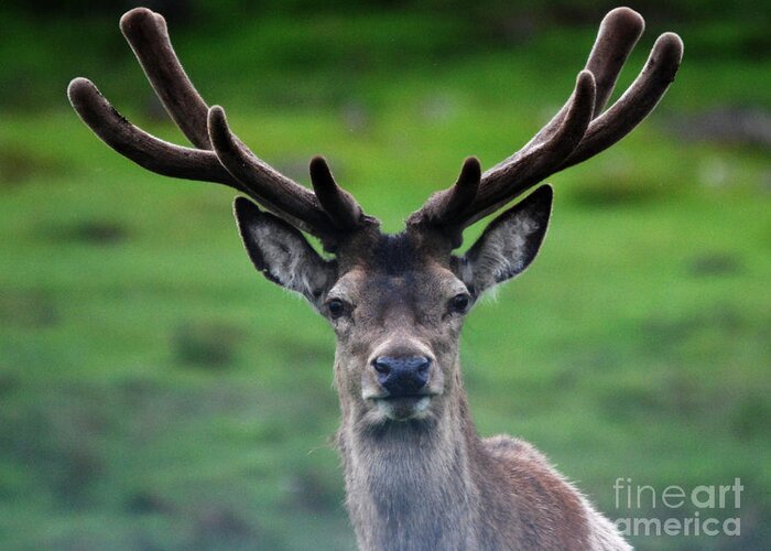Red Deer Greeting Card featuring the photograph Red Deer Stag in Velvet by Phil Banks