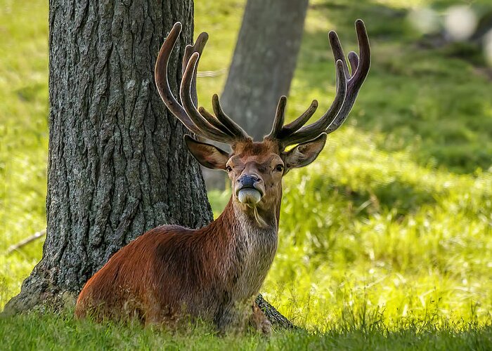 Wildlife Greeting Card featuring the photograph Red Deer Stag by Ken Morris