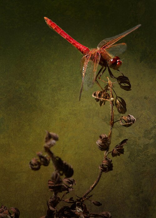 Red Dragonfly Greeting Card featuring the photograph Red Dragonfly on a Dead Plant by Belinda Greb