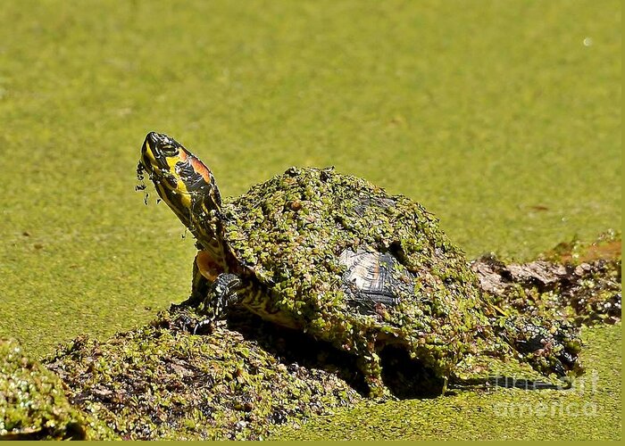 Turtle Greeting Card featuring the photograph Red Eared Slider Turtle by Kathy Baccari