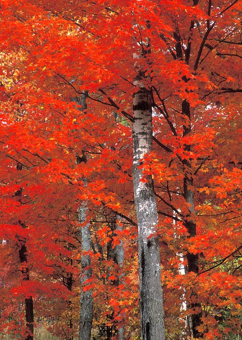 Autumn Greeting Card featuring the photograph Red Embrace by Laura Tucker