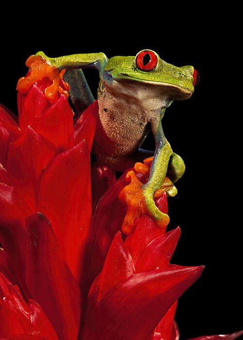 Frog Greeting Card featuring the photograph Red Eye by Jack Milchanowski