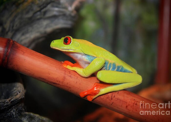 Red Eyed Tree Frog Greeting Card featuring the photograph Red Eyed Tree Frog by Cathy Beharriell