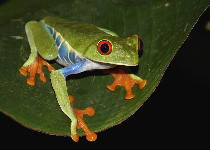 Feb0514 Greeting Card featuring the photograph Red-eyed Tree Frog Costa Rica by Hiroya Minakuchi