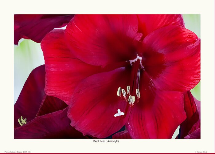 Red Flowers Greeting Card featuring the photograph Red florist Amaryllis by Saxon Holt