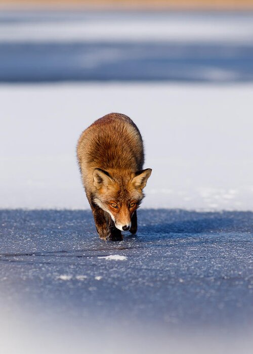 Adult Greeting Card featuring the photograph Red fox crossing a frozen lake by Roeselien Raimond