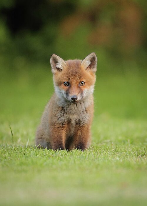 Grass Greeting Card featuring the photograph Red Fox Cub by Stuart Shore, Wight Wildlfie Photography
