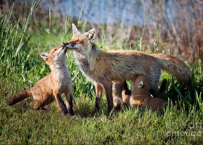 Award Winning Greeting Card featuring the photograph Red Fox Family by Ronald Lutz