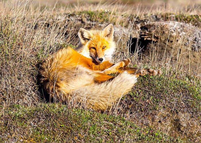 Sam Amato Greeting Card featuring the photograph Red Fox Sunning himself by Sam Amato