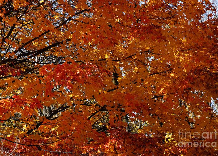 Maple Tree Greeting Card featuring the photograph Red Gold Autumn by Linda Shafer