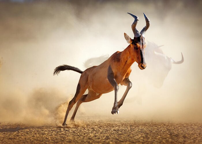 Hartebeest Greeting Card featuring the photograph Red hartebeest running in dust by Johan Swanepoel