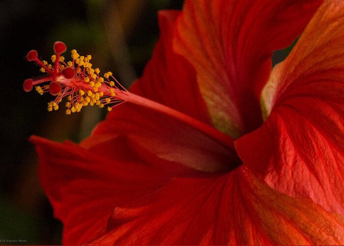 Fjm Multimedia Greeting Card featuring the photograph Red Hibiscus 4 by Frank Mari