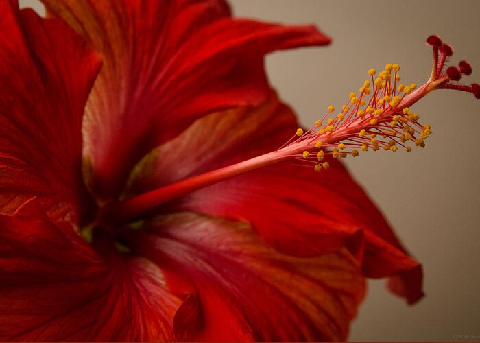 Fjm Multimedia Greeting Card featuring the photograph Red Hibiscus 5 by Frank Mari