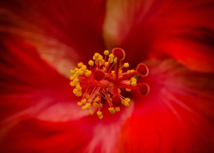 Fjm Multimedia Greeting Card featuring the photograph Red Hibiscus 7 by Frank Mari