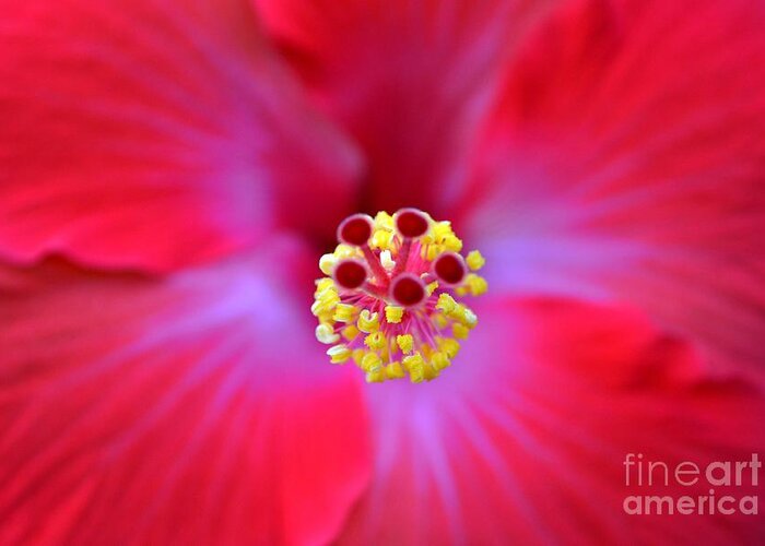Red Hibiscus-no1 Greeting Card featuring the photograph Red Hibiscus-no1 by Darla Wood