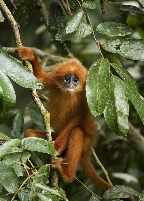 Feb0514 Greeting Card featuring the photograph Red Leaf Monkey Juvenile Sabah Borneo by Sebastian Kennerknecht