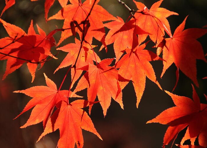 Japanese Maple Tree Greeting Card featuring the photograph Japanese Maple Leaves in Fall by Valerie Collins