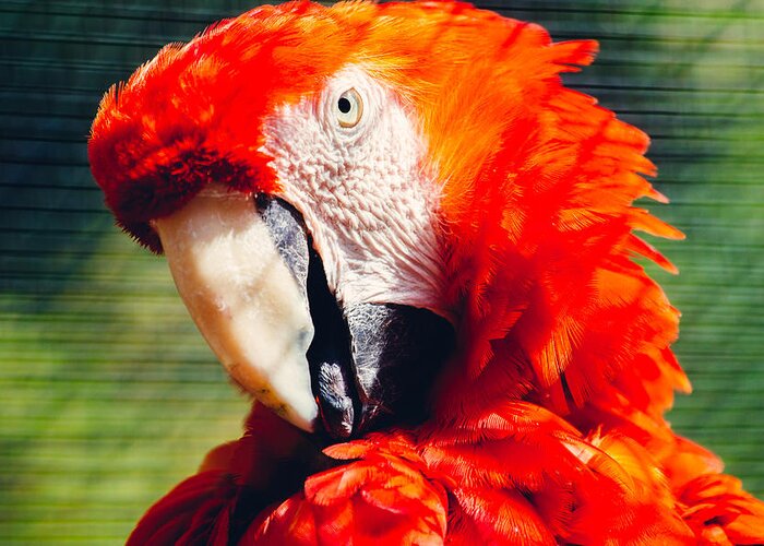Red Macaw Greeting Card featuring the photograph Red Macaw Closeup by Pati Photography
