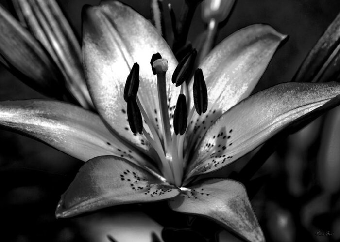 Lily Bloom Greeting Card featuring the photograph Red Magic Daylily-HDR Art BW by Lesa Fine
