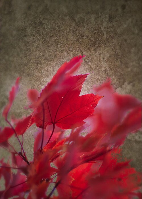 Artistic Fall Colors Greeting Card featuring the photograph Red Maple Dreams by Jeff Folger