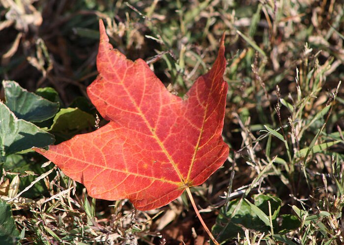 Oak Greeting Card featuring the photograph Red Oak Leaf by Michele Wilson