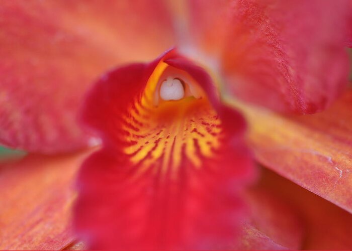 Red Greeting Card featuring the photograph Red orchid by Sue Morris