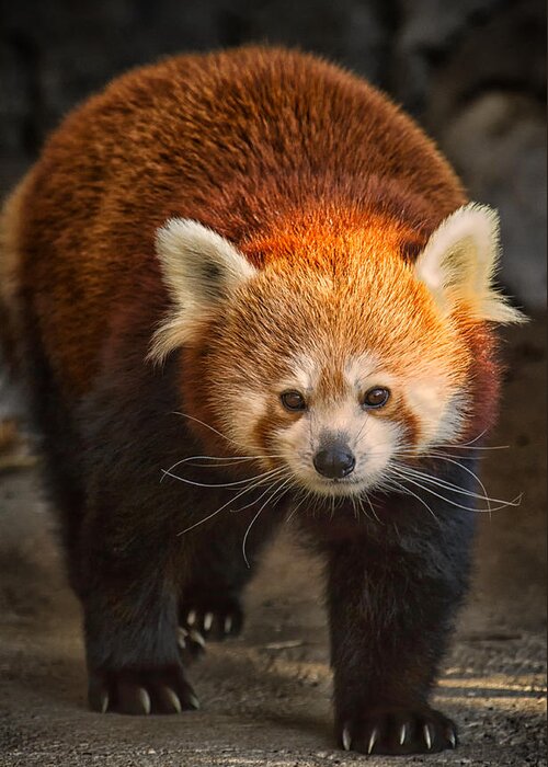 Red Panda Greeting Card featuring the Red Panda by Linda Tiepelman
