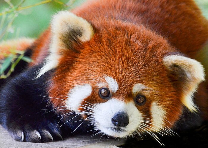 Red Panda Bear Greeting Card featuring the photograph Red Panda by Michael Hubley