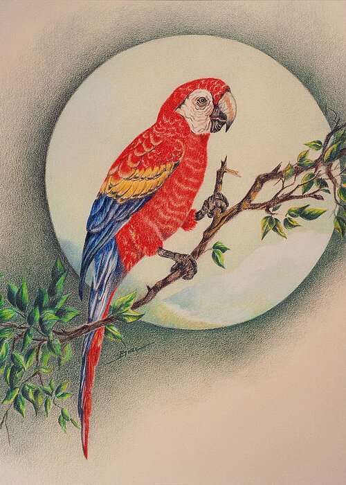 Parrot Greeting Card featuring the drawing Red Parrot by Ethel Quelland
