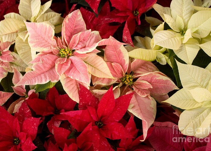 Poinsettia Greeting Card featuring the photograph Red Pink and White Poinsettias by Chris Scroggins