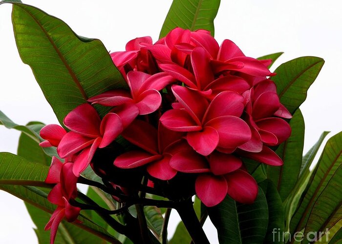 Plumeria Greeting Card featuring the photograph Red Plumeria by Mary Deal