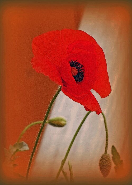 Red Greeting Card featuring the photograph Red Poppy And Buds by Kay Novy