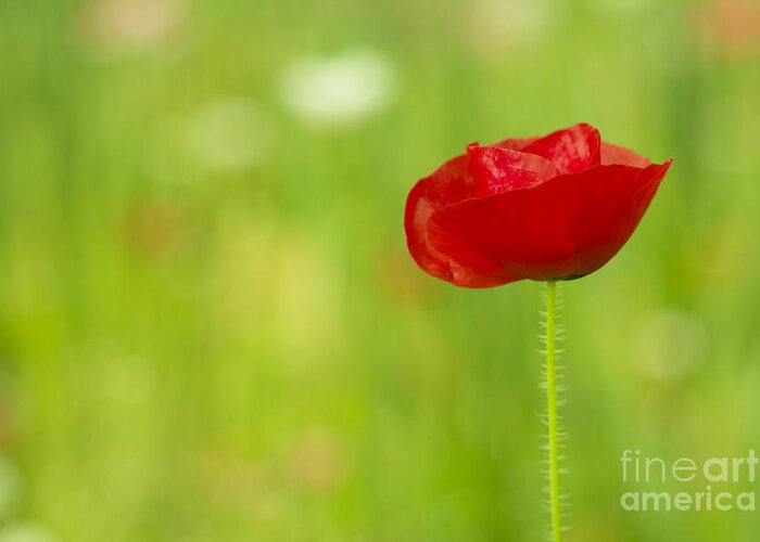 Poppy Greeting Card featuring the photograph Red Poppy by Beverly Claire Kaiya
