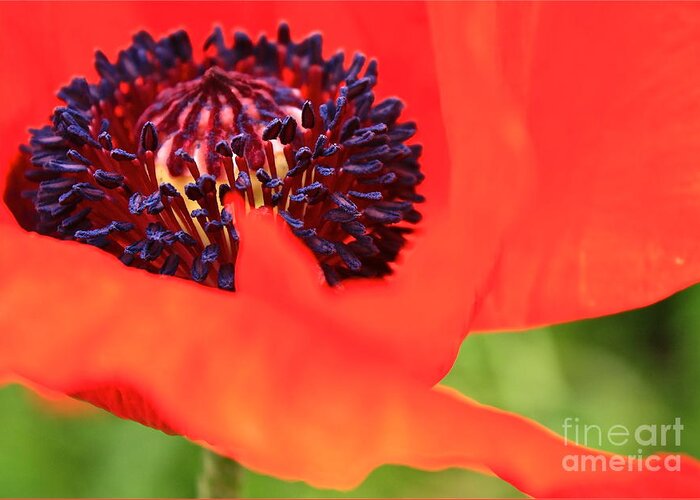 Poppy Greeting Card featuring the photograph Red Poppy by Linda Bianic