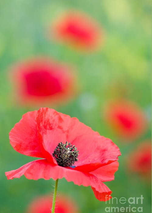 Nature Greeting Card featuring the photograph Red Poppy by Oscar Gutierrez