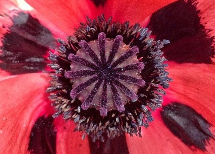 Textures Greeting Card featuring the photograph #red #purple #poppy #flower #bloom by The Texturologist