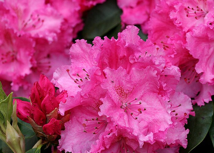 Rhodies Greeting Card featuring the photograph Red Rhododendrons by Chriss Pagani