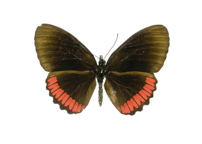 Entomology Greeting Card featuring the photograph Red rim butterfly by Science Photo Library