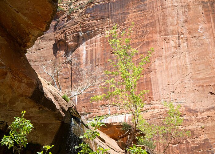 Zion National Park Greeting Card featuring the photograph Red Rock with Waterfall by Natalie Rotman Cote