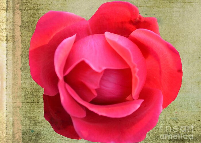 Red Rose Of Love Greeting Card featuring the photograph Red Rose of Love by Luther Fine Art