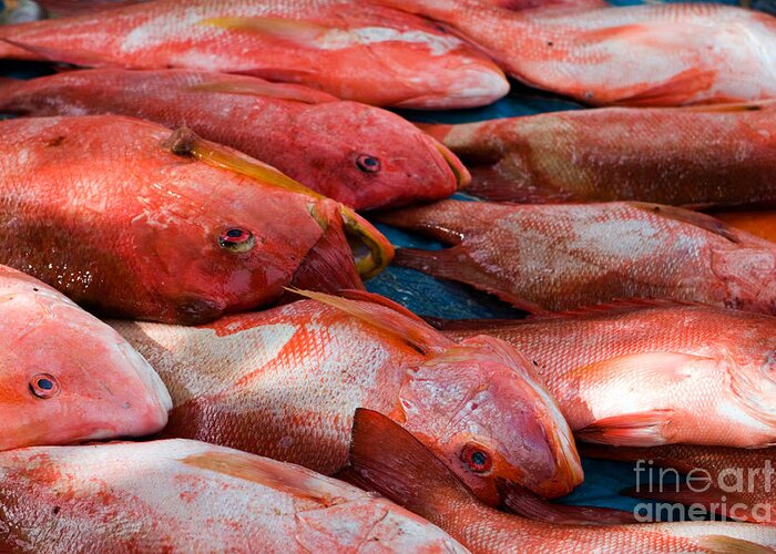 Seychelles Greeting Card featuring the photograph Red Snapper At Market by Tim Holt