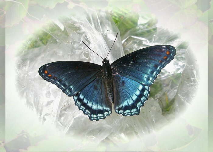 Butterfly Greeting Card featuring the photograph Red-Spotted Purple Butterfly - Limenitis arthemis by Carol Senske