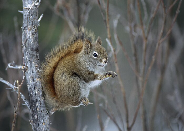 Feb0514 Greeting Card featuring the photograph Red Squirrel Feeding On Willows Alaska by Michael Quinton